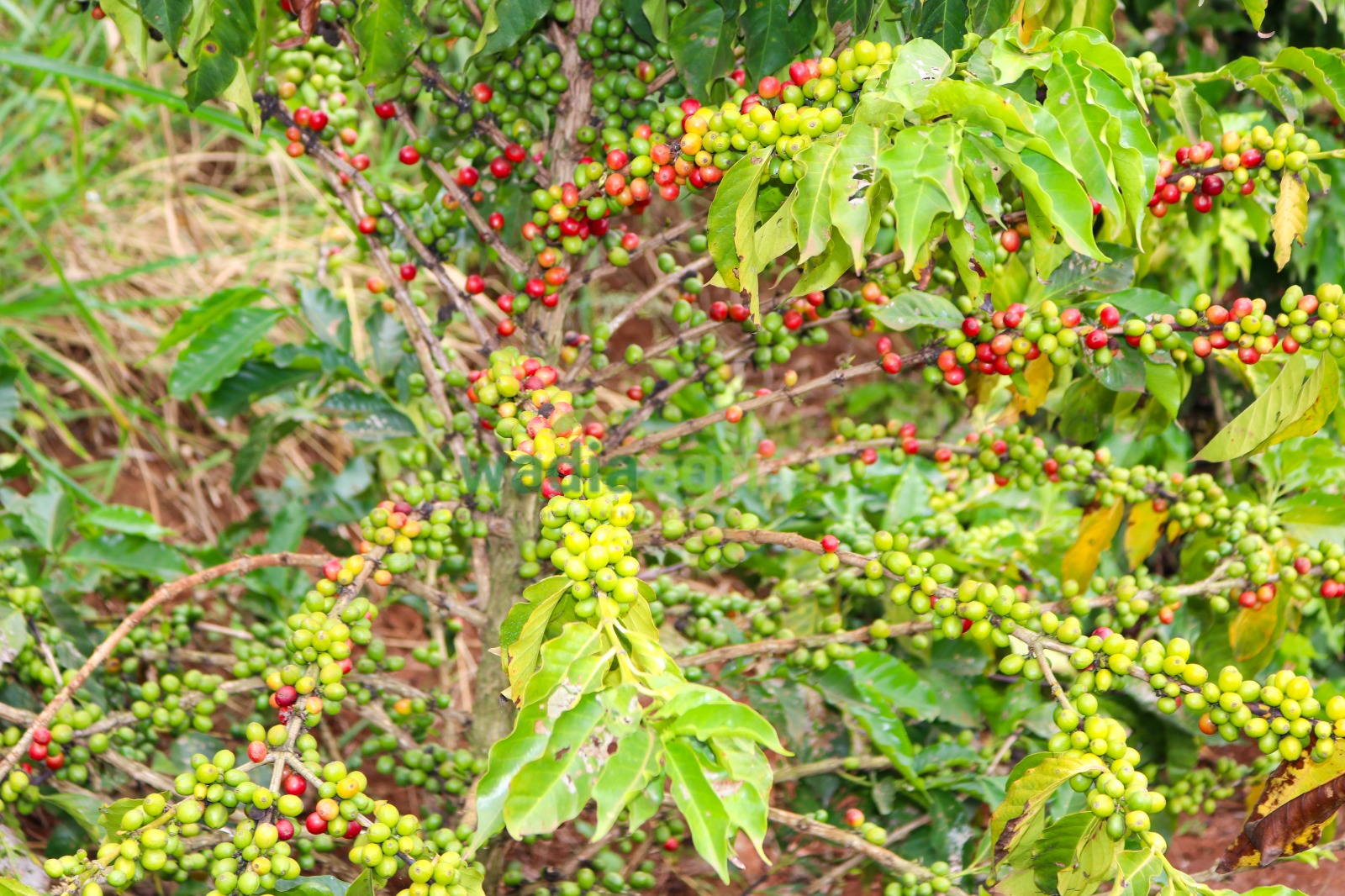 Coffee farm landscape