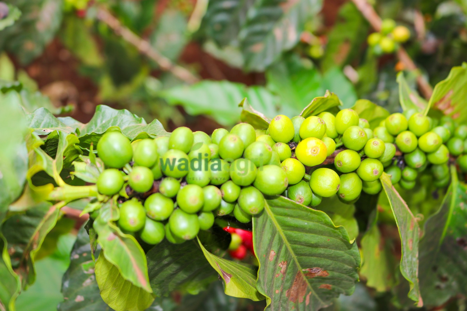 Green coffee samples ready for cupping