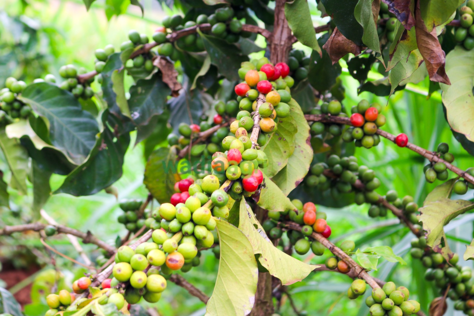 Coffee cherry picking in the highlands