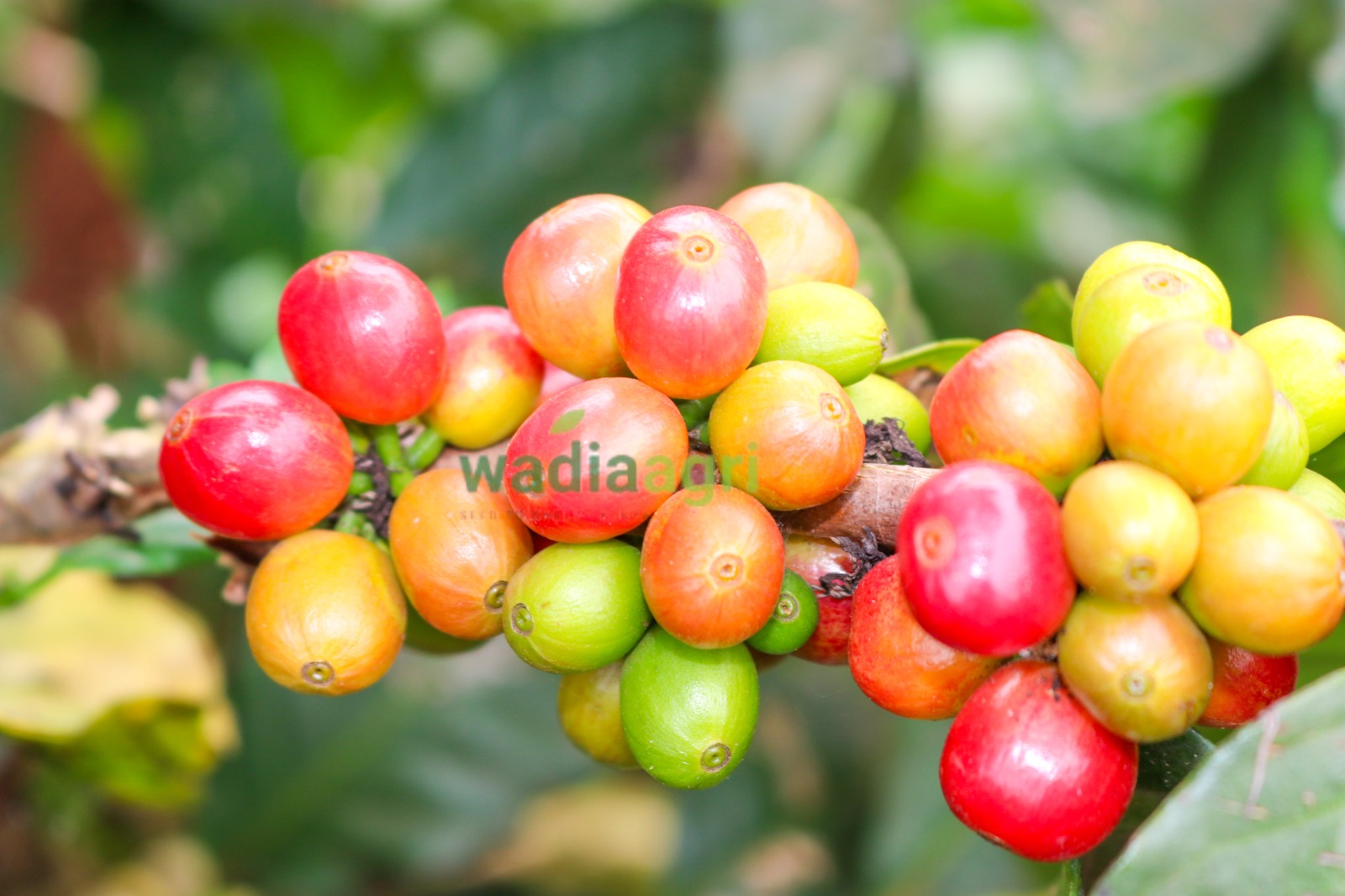 Kenyan coffee farm hillside at golden hour