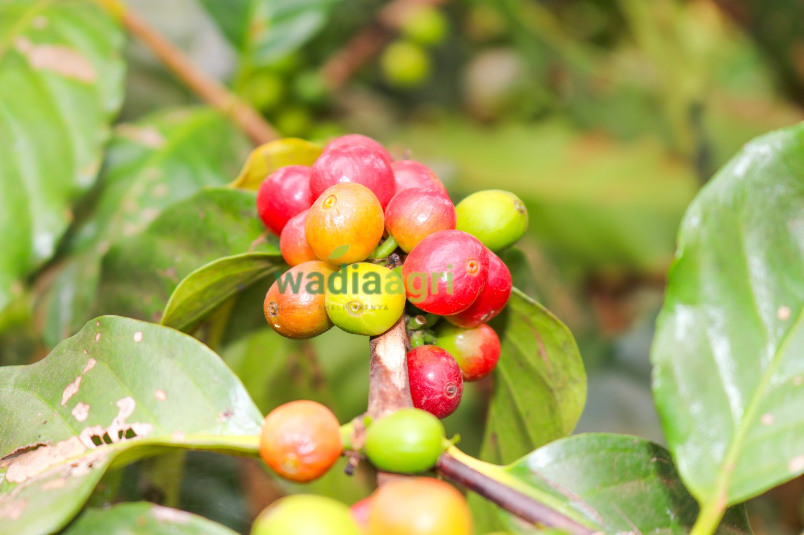 Hand-picking ripe coffee cherries