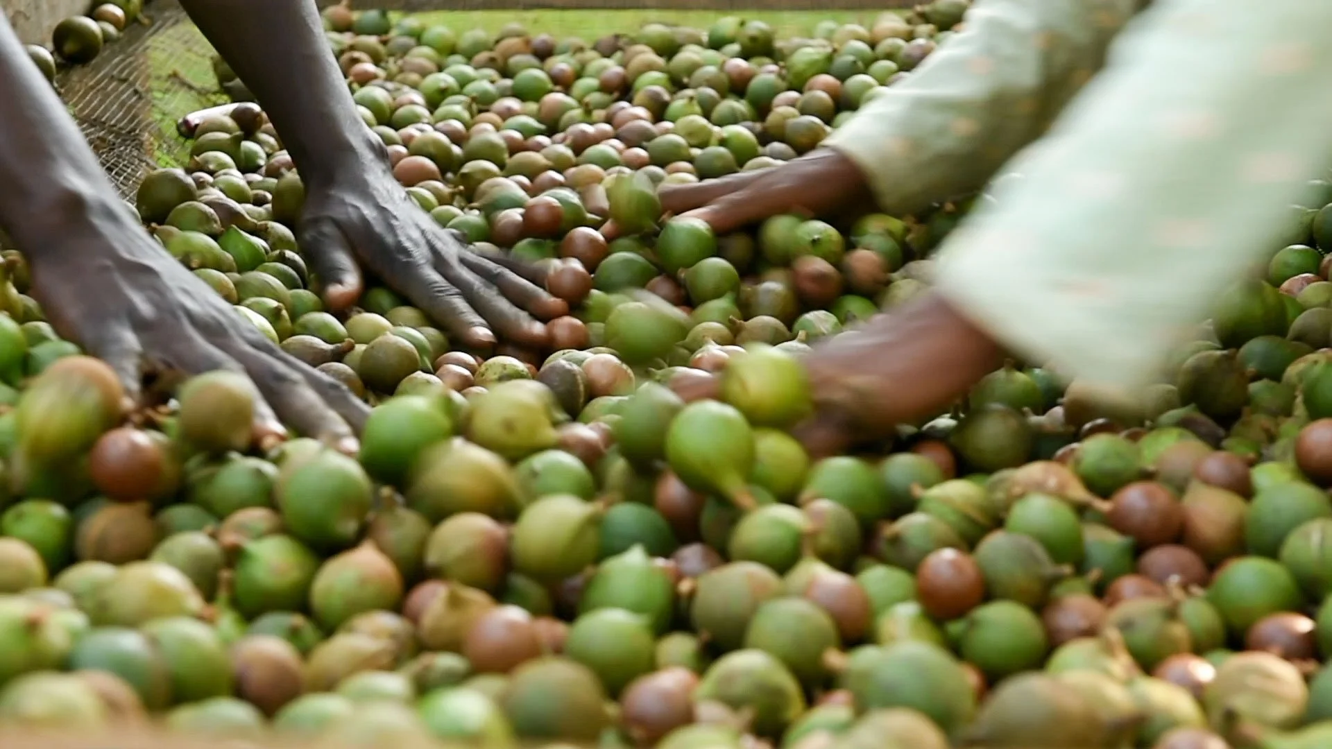 Hands sorting freshly harvested macadamia nuts