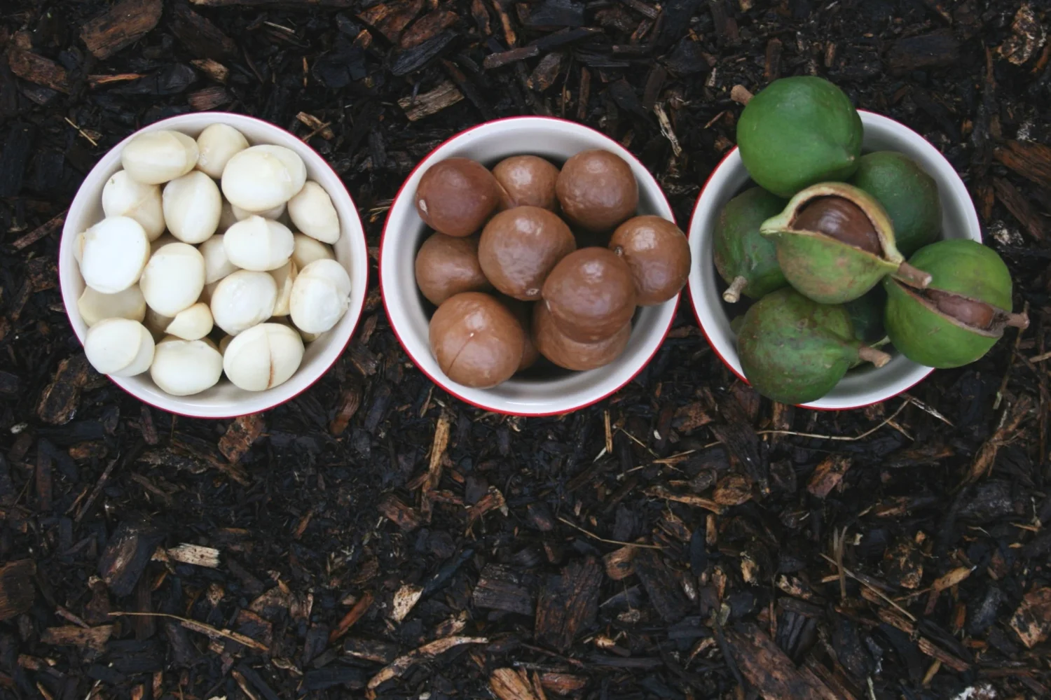 Macadamia nuts at different processing stages, husk to kernel