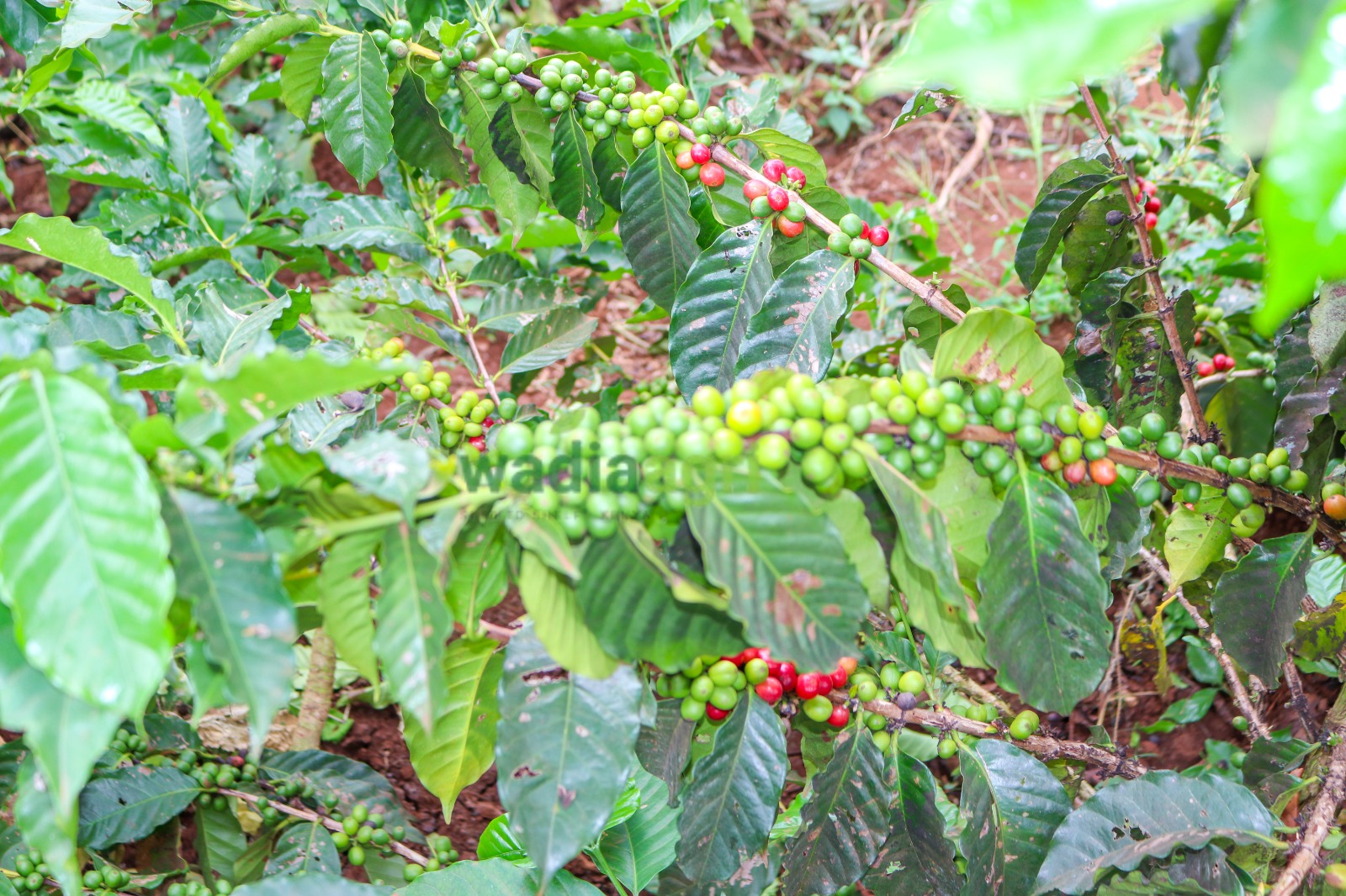 Green coffee arriving at a specialty roastery