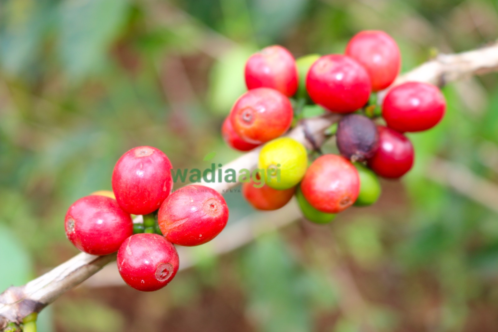 Wadia Agri team visiting a coffee cooperative